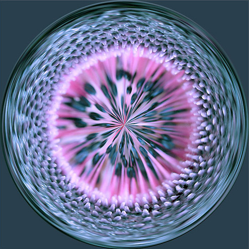 anemone
