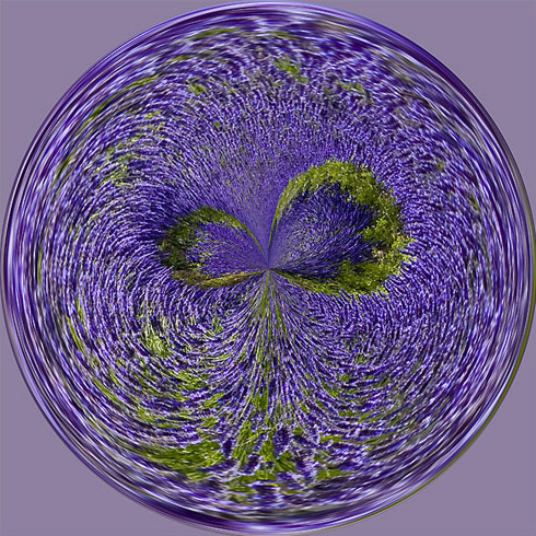 lavendar fields