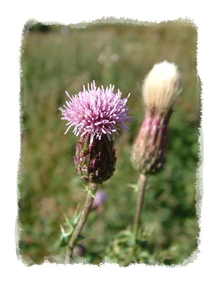 thistle_main.jpg