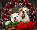 wPets_IMG_5788.jpg