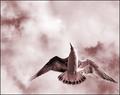 birdy.jpg
