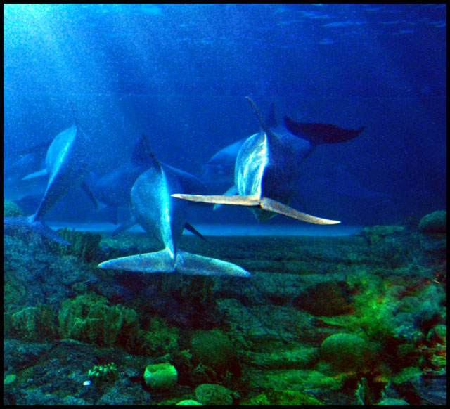 dolphins.jpg