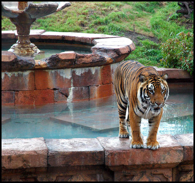 tiger.jpg