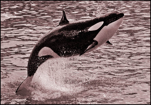 whalegance2.jpg