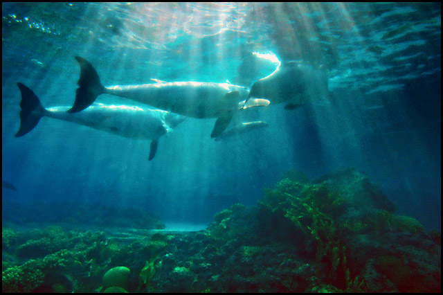 dolphinstudy.jpg