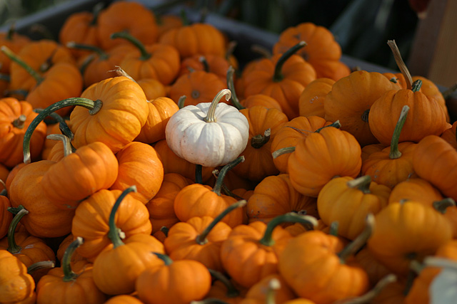 South Hampton pumpkin