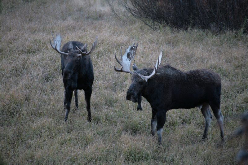moose.jpg