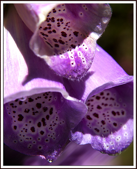 foxglove.jpg