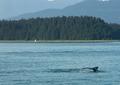 Humpback
