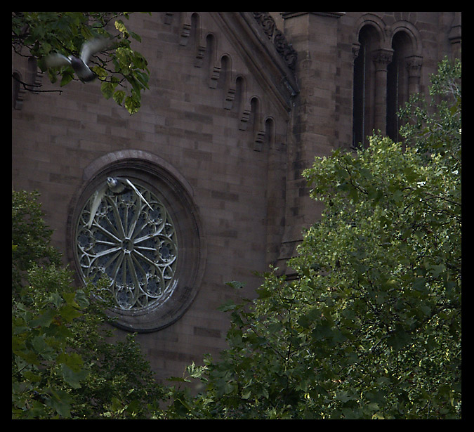 St George's Pigeons