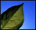 Leaf and Sky (Colour)