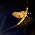 Insect on Glass