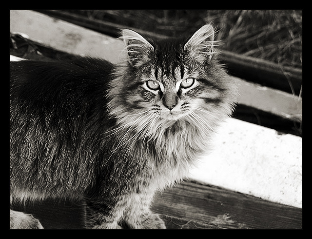 Adventures in Kittenhood