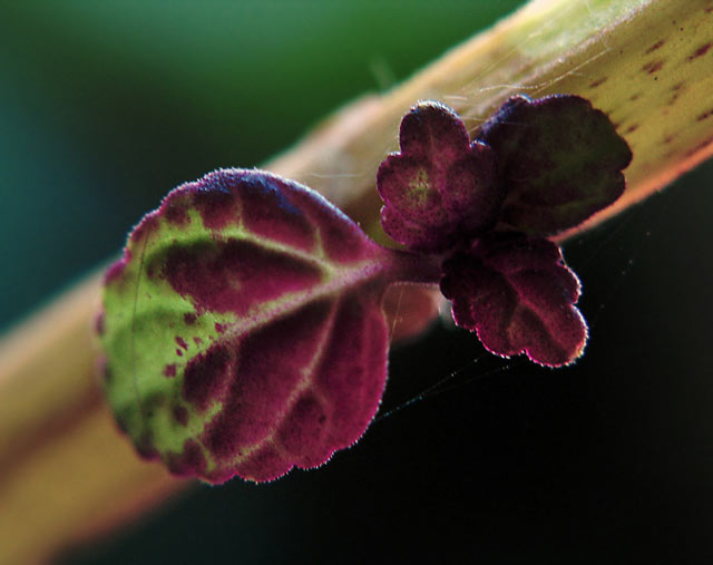 Baby Coleus Leaves