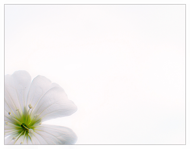 Soft Light