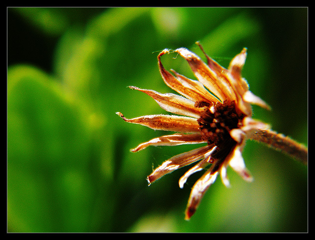 Death in Miniature