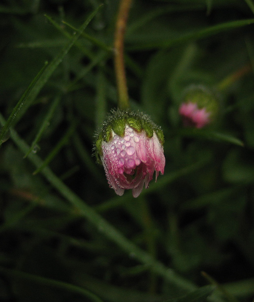 Tiny Pink Flower