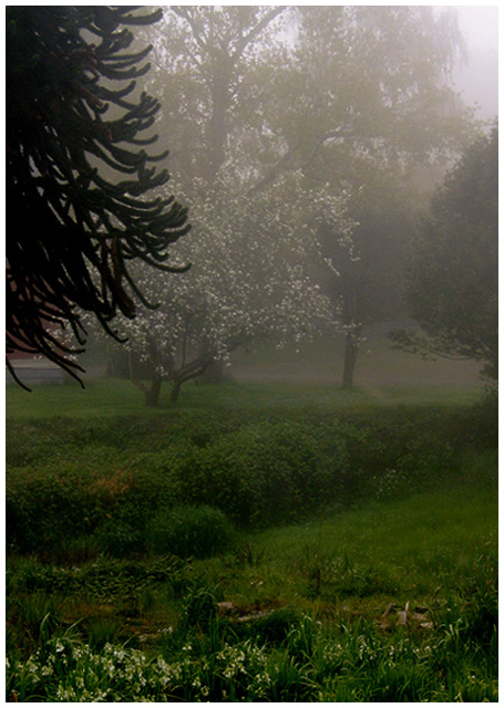 A Foggy Morning View