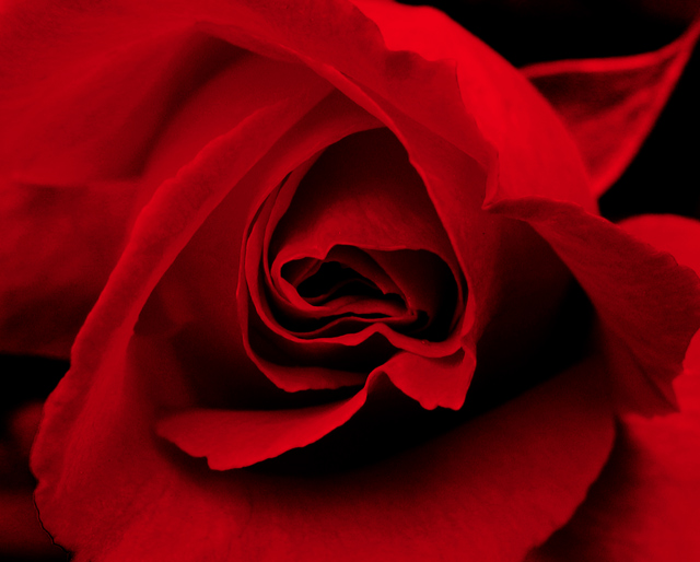 Red Rose