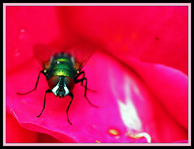 Fly on Rose