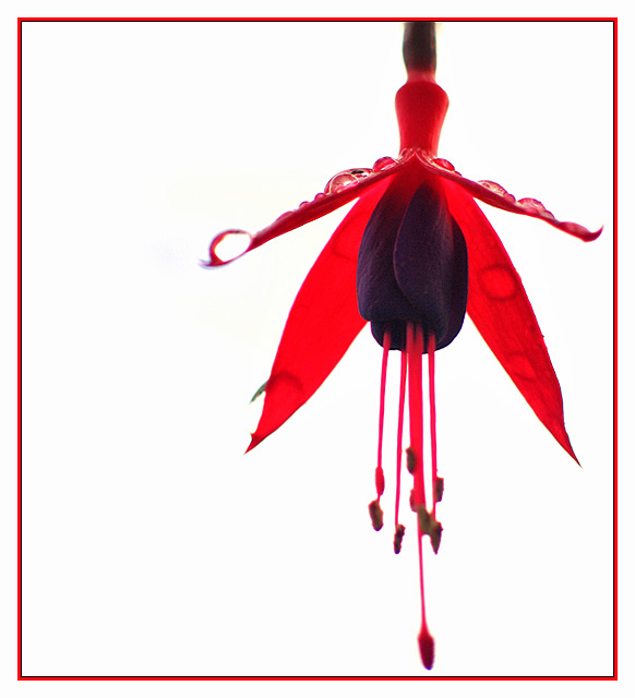 Red Drops