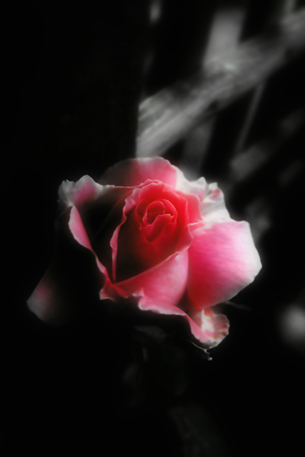 Splashes of Blush