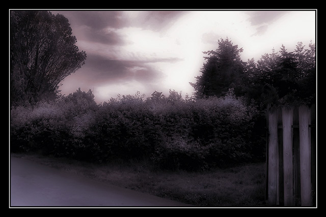 Serene Evening (cool)