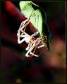 Garden Spider, cool