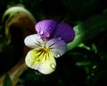 Purple & Yellow Pansy