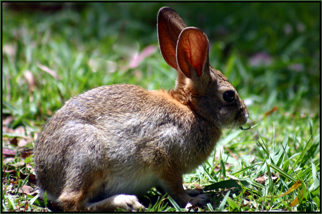 Rabbit