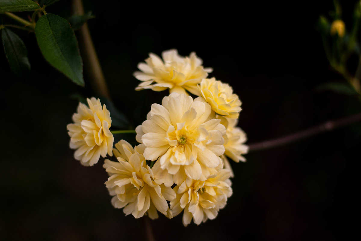 Banksia Roses -1148