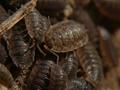 Woodlouse