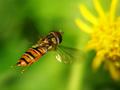 Airborne Fly