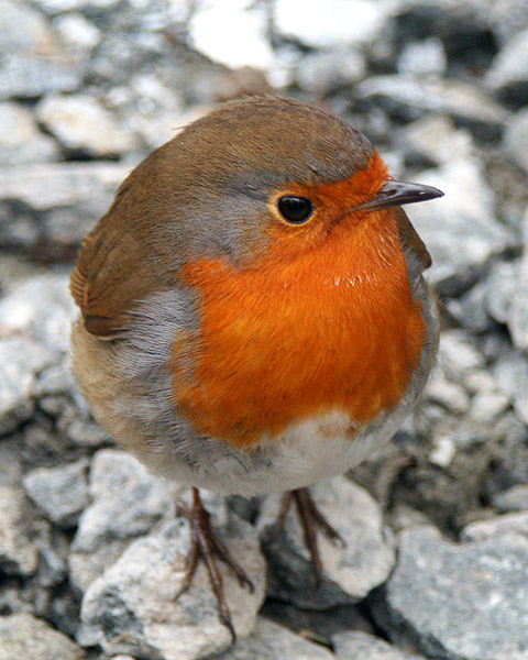 Robin