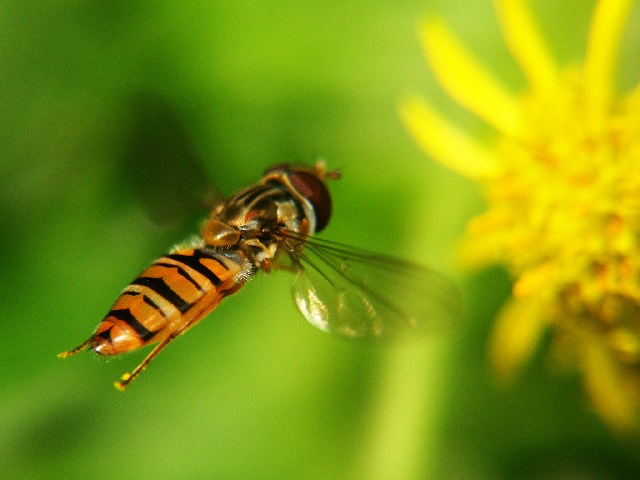 Airborne Fly