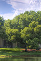 the Pond Live Oak @ 100mm