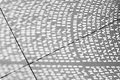 Day 14 @ 100mm - Pyrus