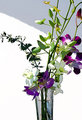 Day 16 @ 100mm - High Key Flowers