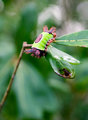 Day 20 @ 100mm - Sweatshirt Bug