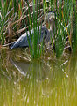 Day 22 @ 100mm - Blue Heron
