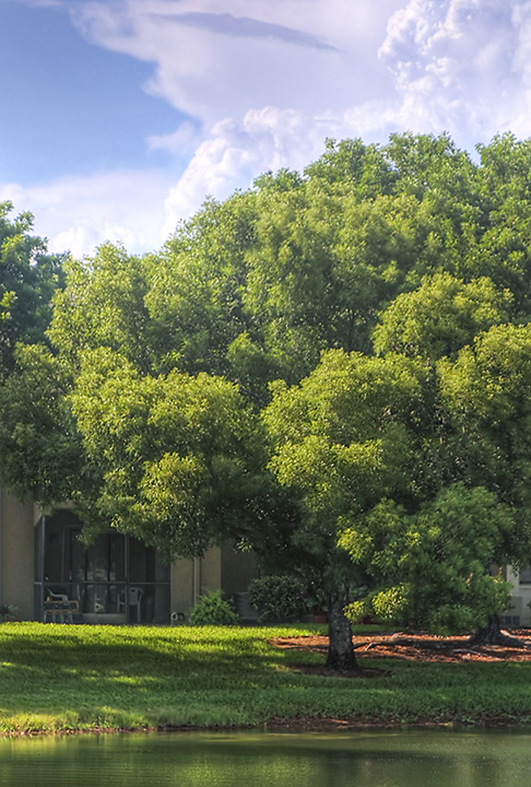 the Pond Live Oak @ 100mm