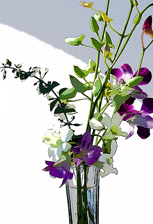 Day 16 @ 100mm - High Key Flowers