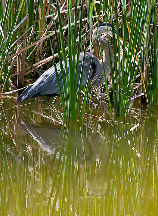 Day 22 @ 100mm - Blue Heron