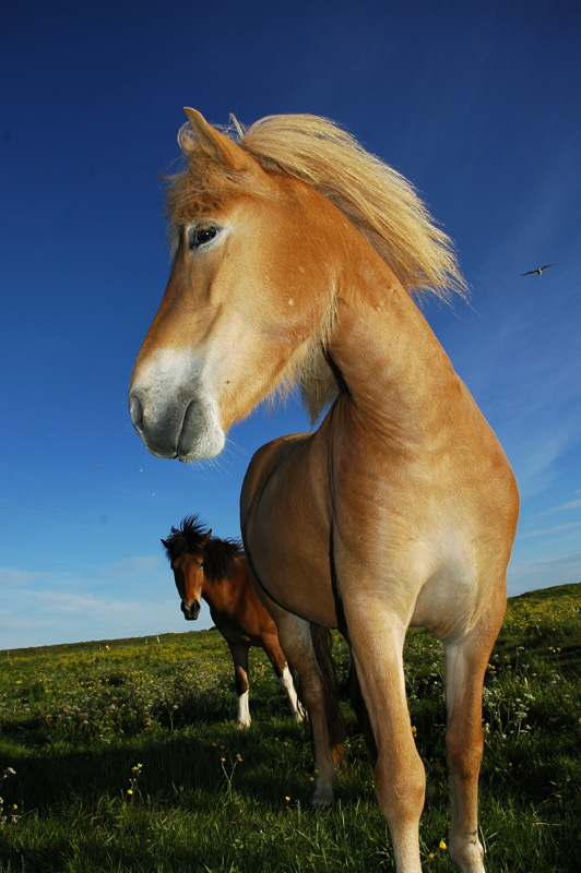 horse1