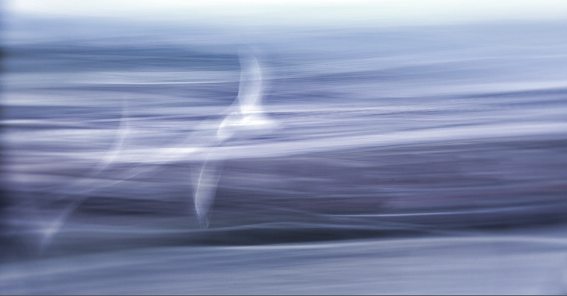 l'oiseau 