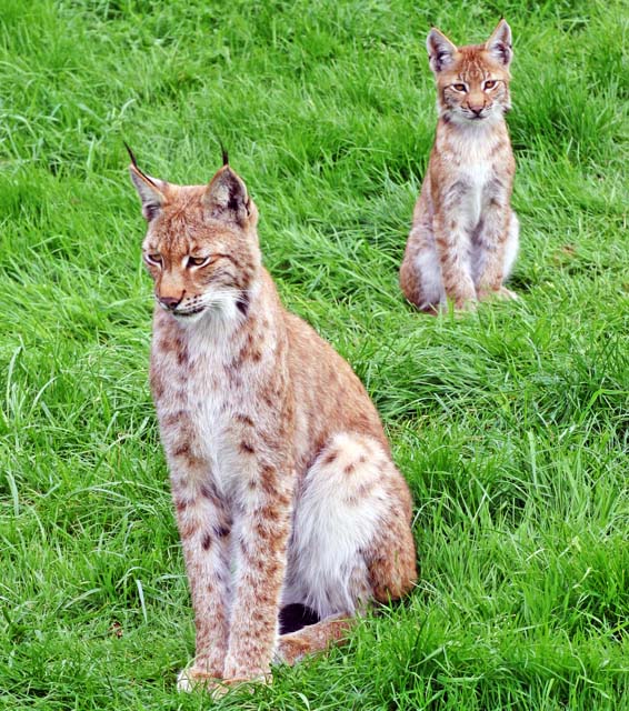 The Lynx effect