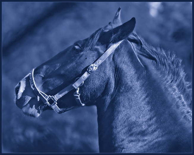 Blue Beauty