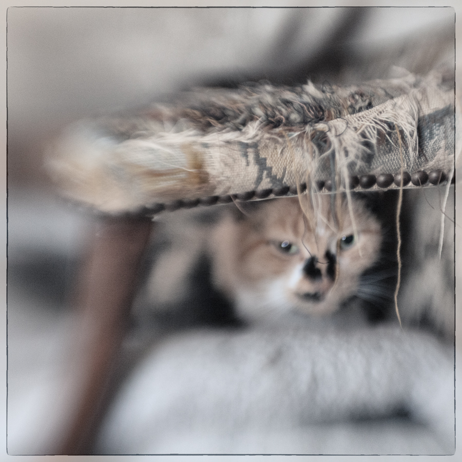 meet Makia