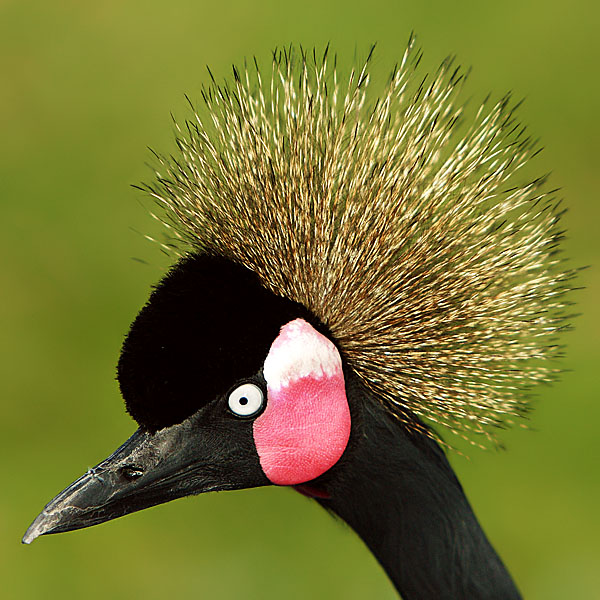 Nice Hair!