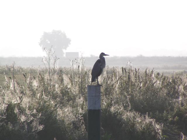 early bird catches the spider